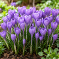 Crocus - Hummingbird