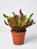 Codiaeum Variegatum Croton 'Mammy'