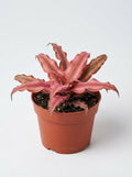 Cryptanthus Pink Earth Star