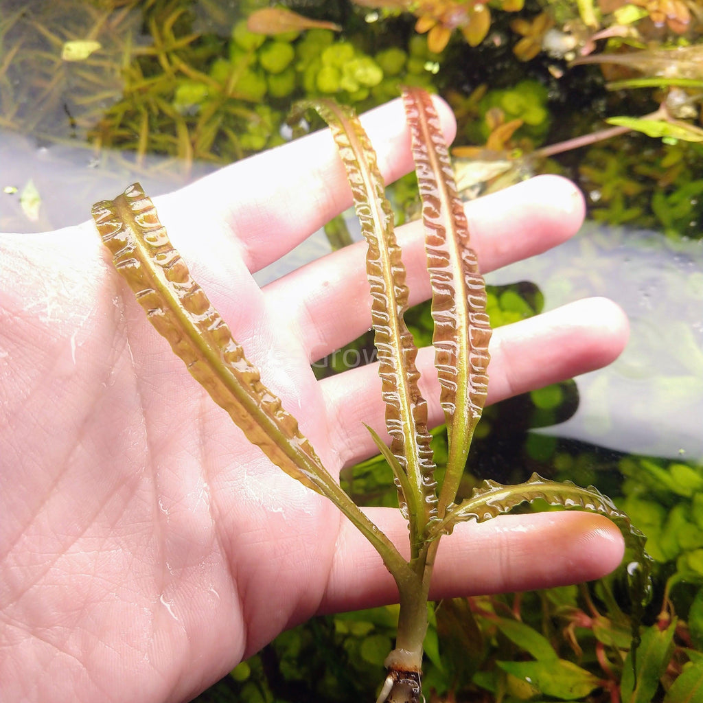 Cryptocoryne Retrospiralis