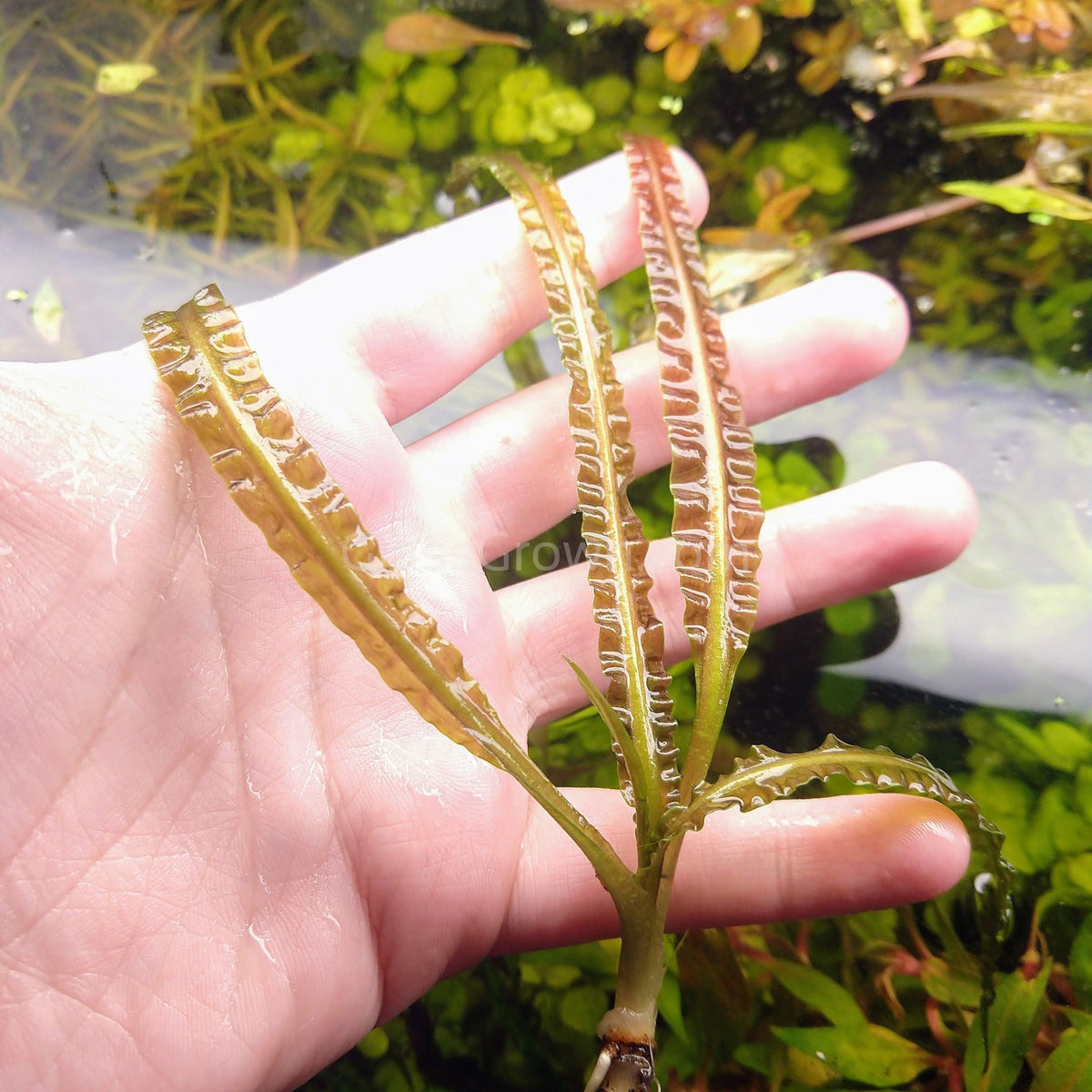 Cryptocoryne Retrospiralis