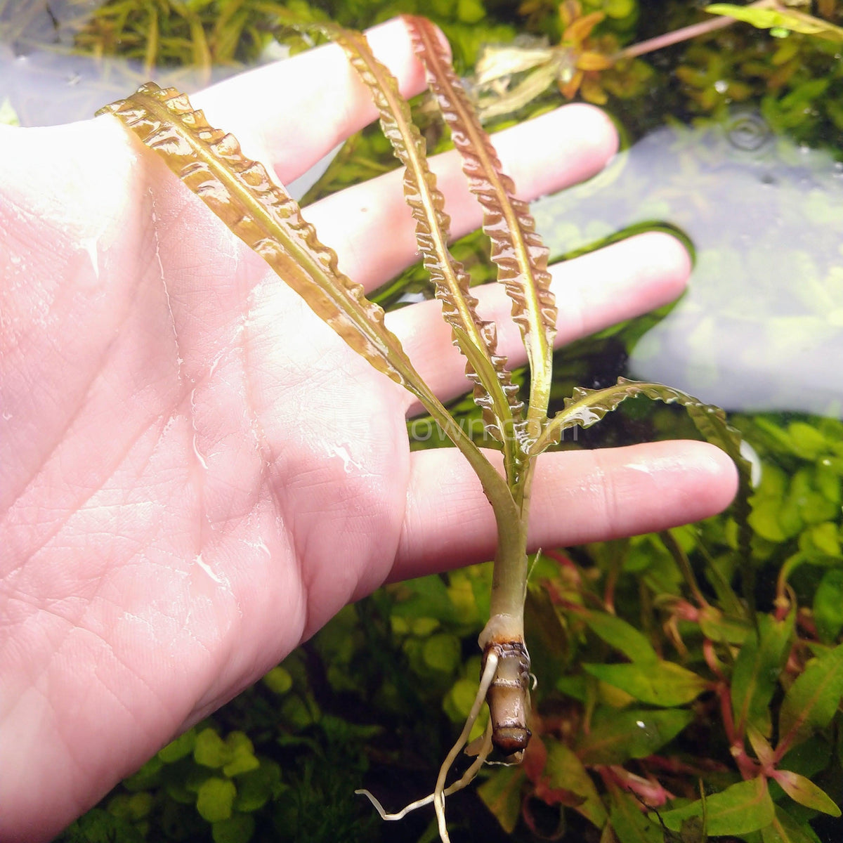 Cryptocoryne Retrospiralis