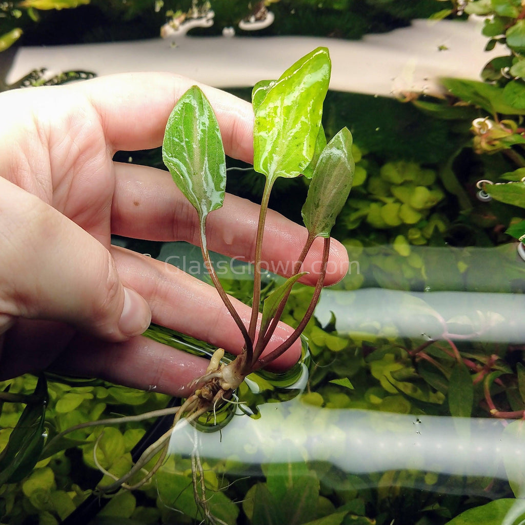 Cryptocoryne Undulata