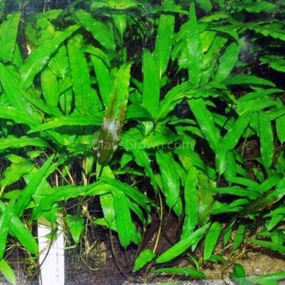 Cryptocoryne Wendtii