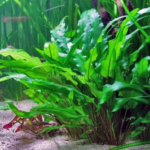 Cryptocoryne Wendtii