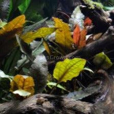 Cryptocoryne Wendtii