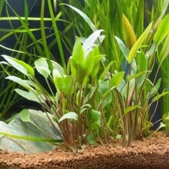 Cryptocoryne Wendtii
