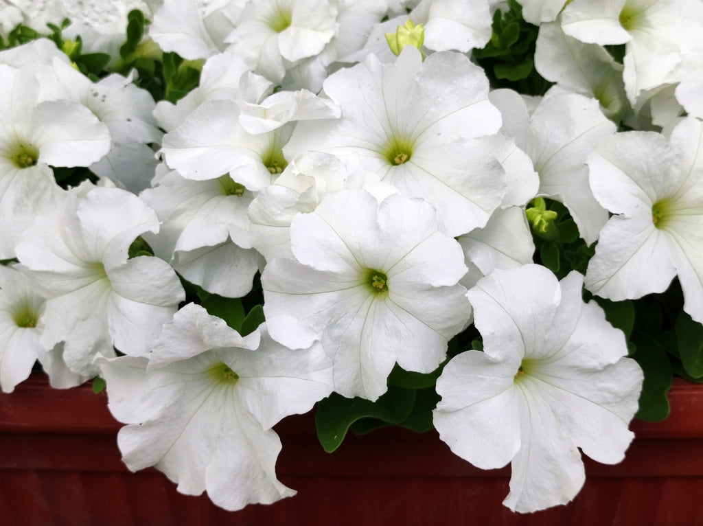 250 Mixed Colors DWARF PETUNIA Pink Red Purple White Bicolor Flower Seeds