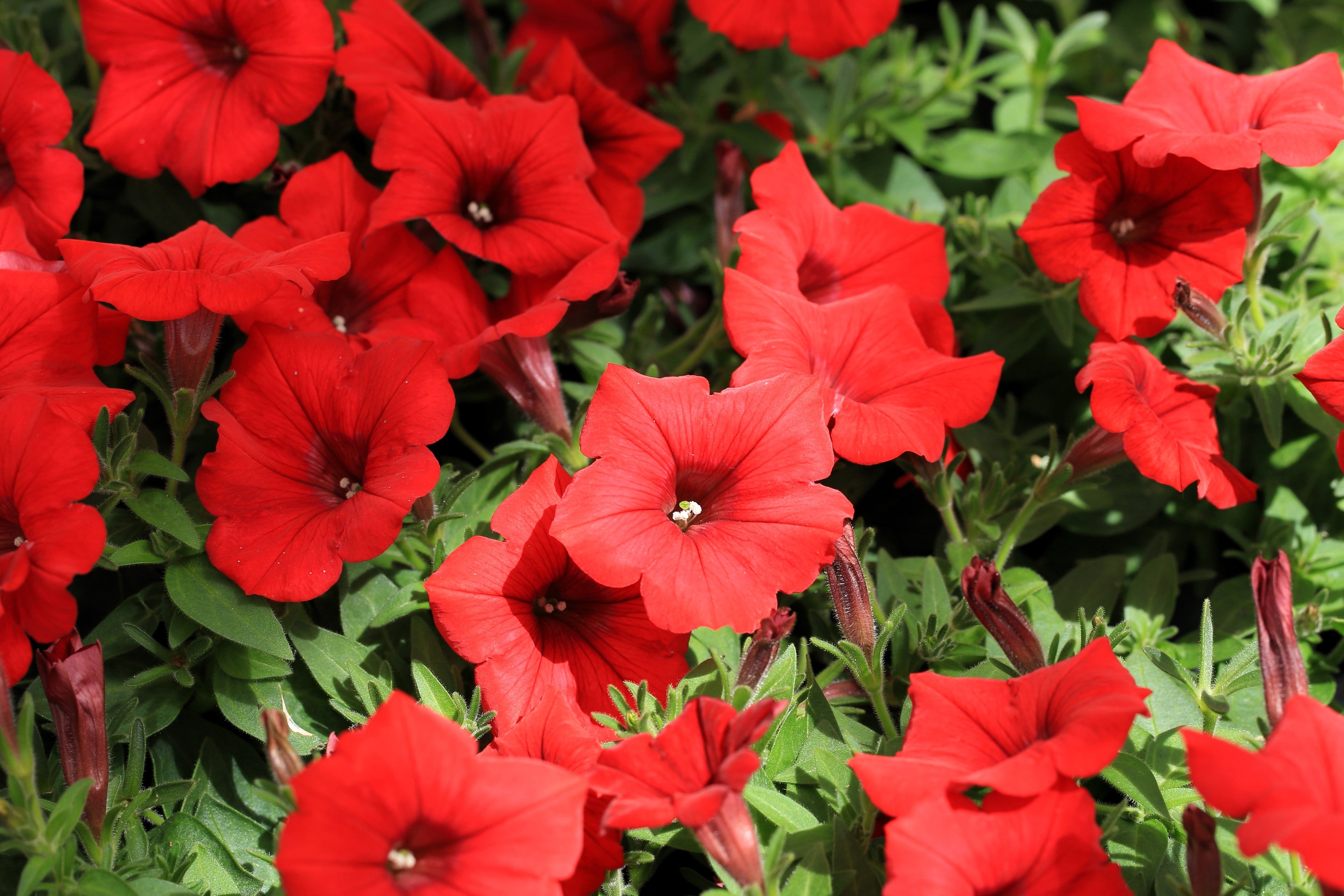 250 Mixed Colors DWARF PETUNIA Pink Red Purple White Bicolor Flower Seeds