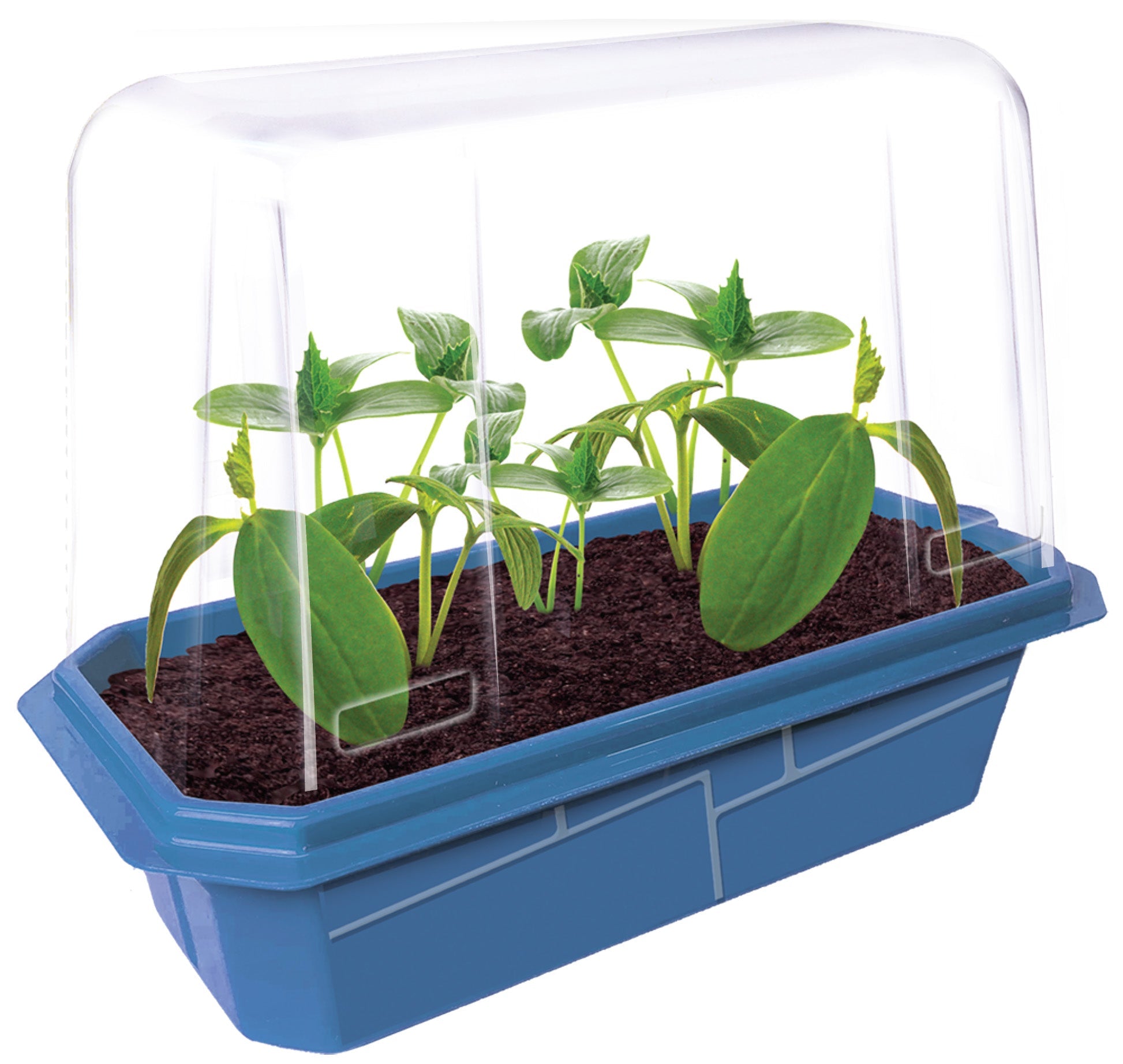 Slicing Cucumbers Sprouter Terrarium