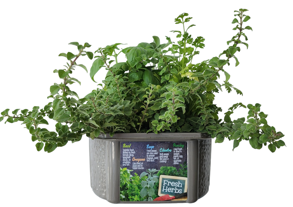 Culinary Herb Collection Biosphere Terrarium