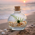The Curiosity Orb Terrarium with Nano Moss Ball Pet