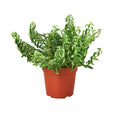 Aeschynanthus Radicans Curly Lipstick Plant