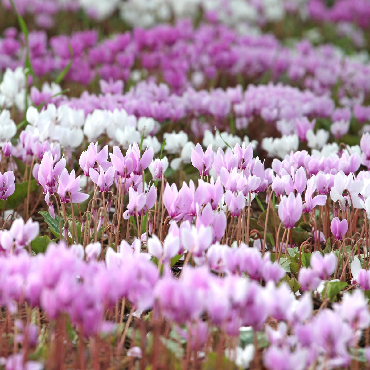 Cyclamen - Hederifolium (Hardy)