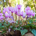 Cyclamen - Hederifolium (Hardy)