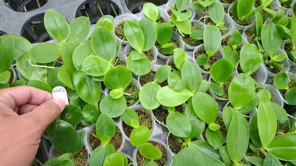 Phalaenopsis (Freya’s Blue Hope x Freya’s Blueberry Jam)