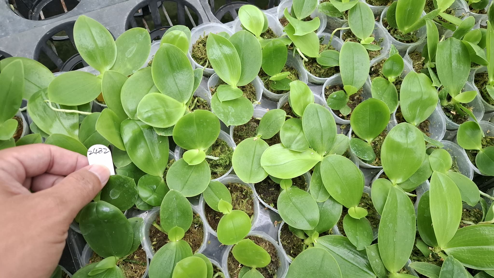 Phalaenopsis (Freya’s Blue Hope x Freya’s Blueberry Jam)