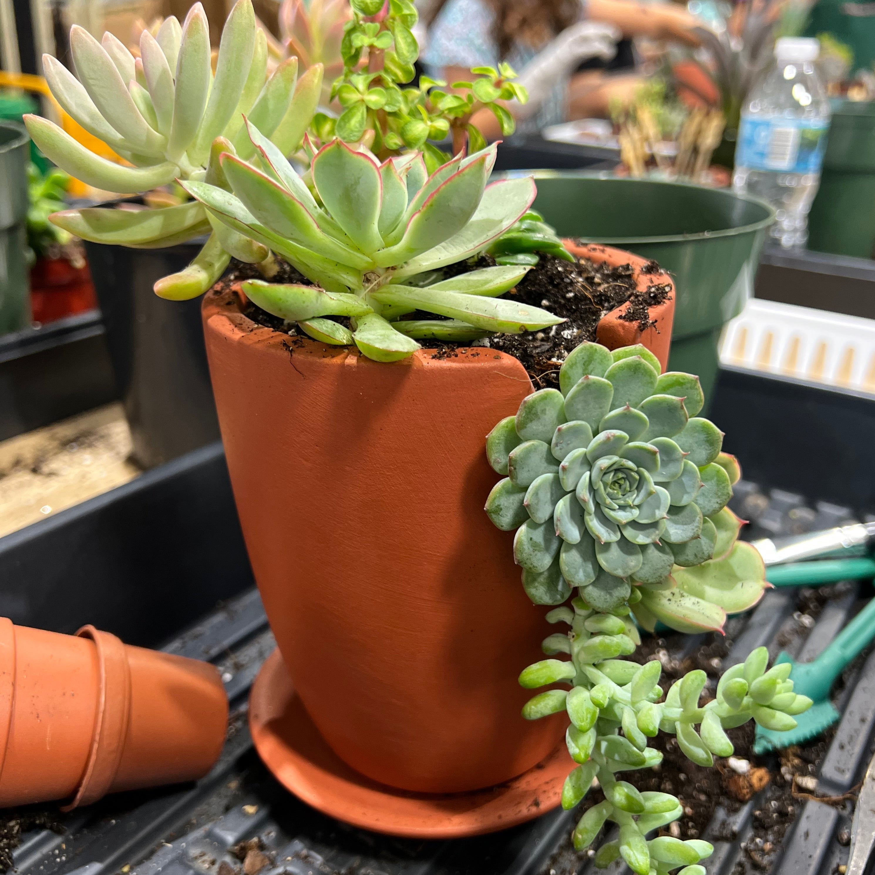 Love Grows Here Succulent Workshop- TBD