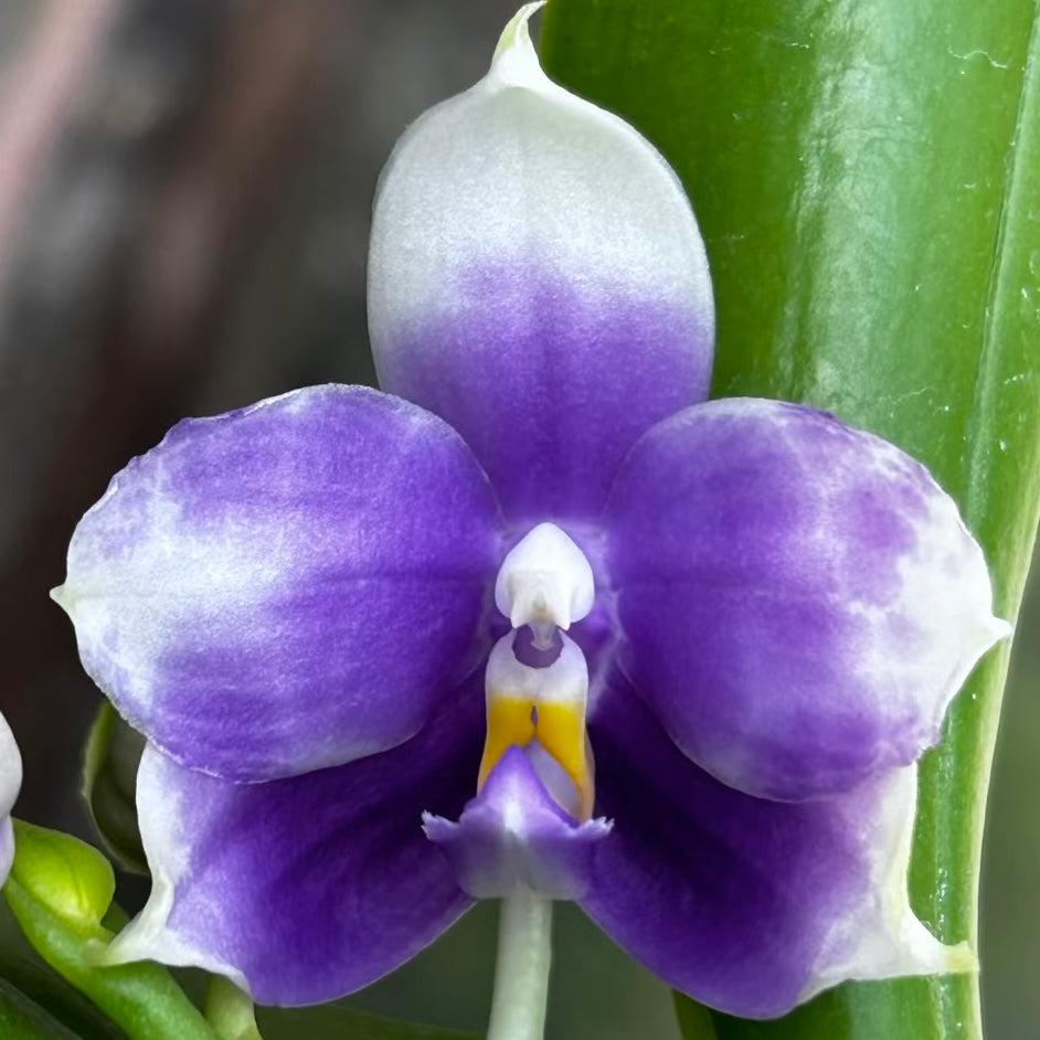 Phalaenopsis (Penang Jewel X (Yaphon Super Jaguar x Samera))"極品" X Phal. (Jennifer Palermo X Chien Lung Red King) "BK#2"