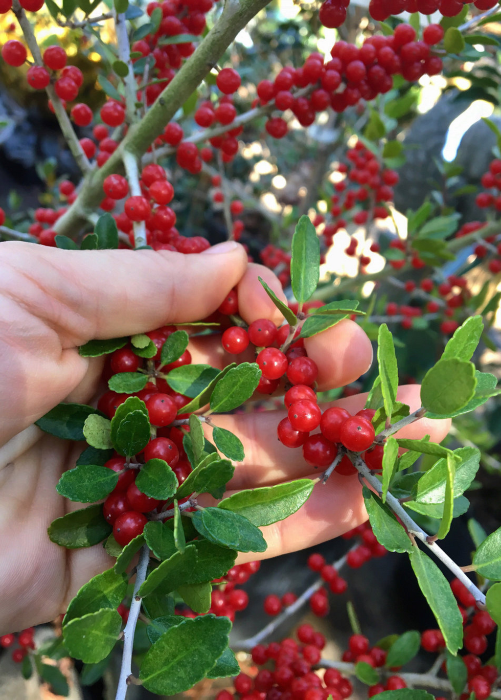 Florida Native Tea Duo: Yaupon Holly + Florida Native Tea Bush