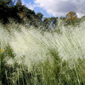White Cloud Muhly Grass in 6" Pot – Muhlenbergia capillaris with White Plumes, Drought Tolerant Ornamental Grass for Borders & Gardens