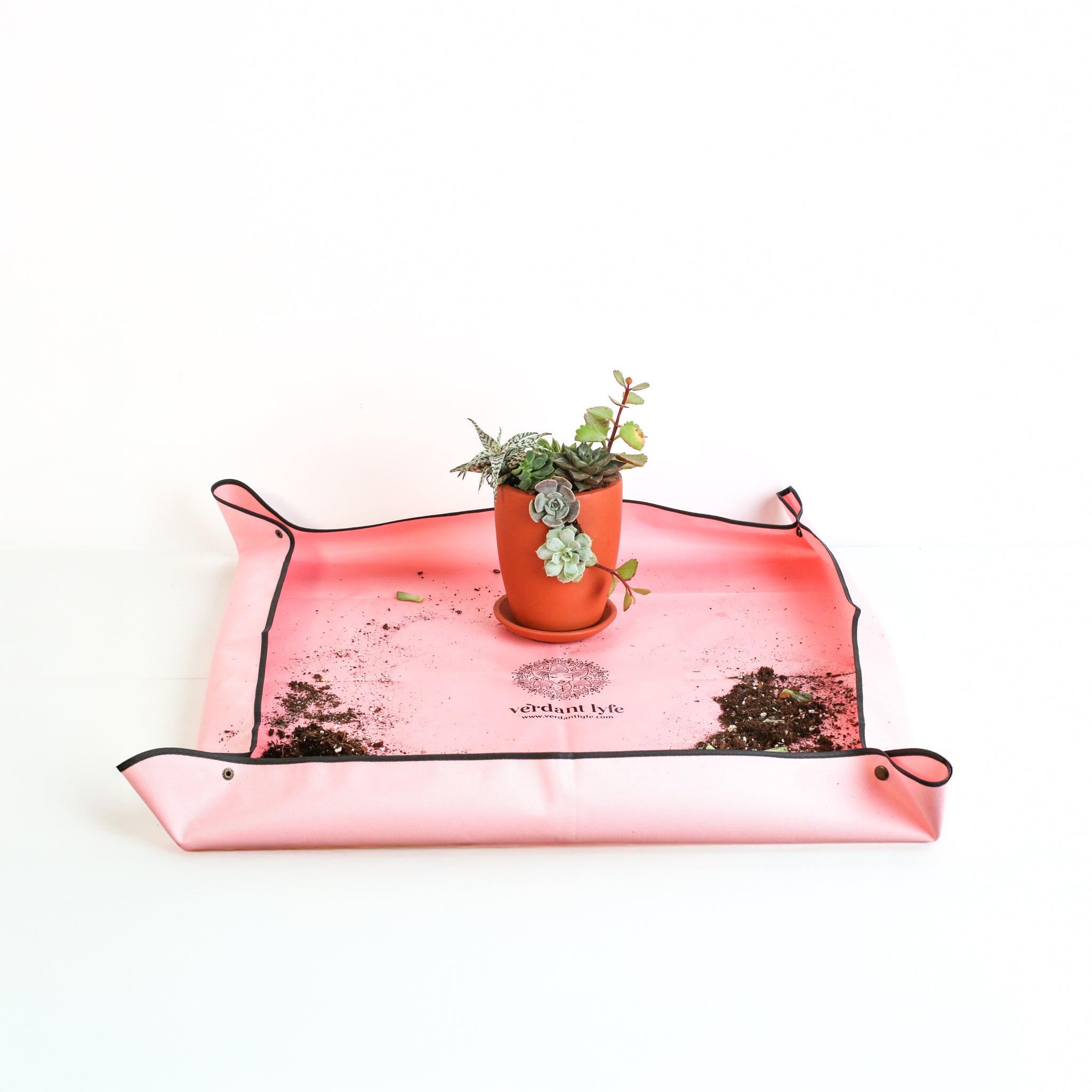 Succulent Terracotta Creations DIY Kit