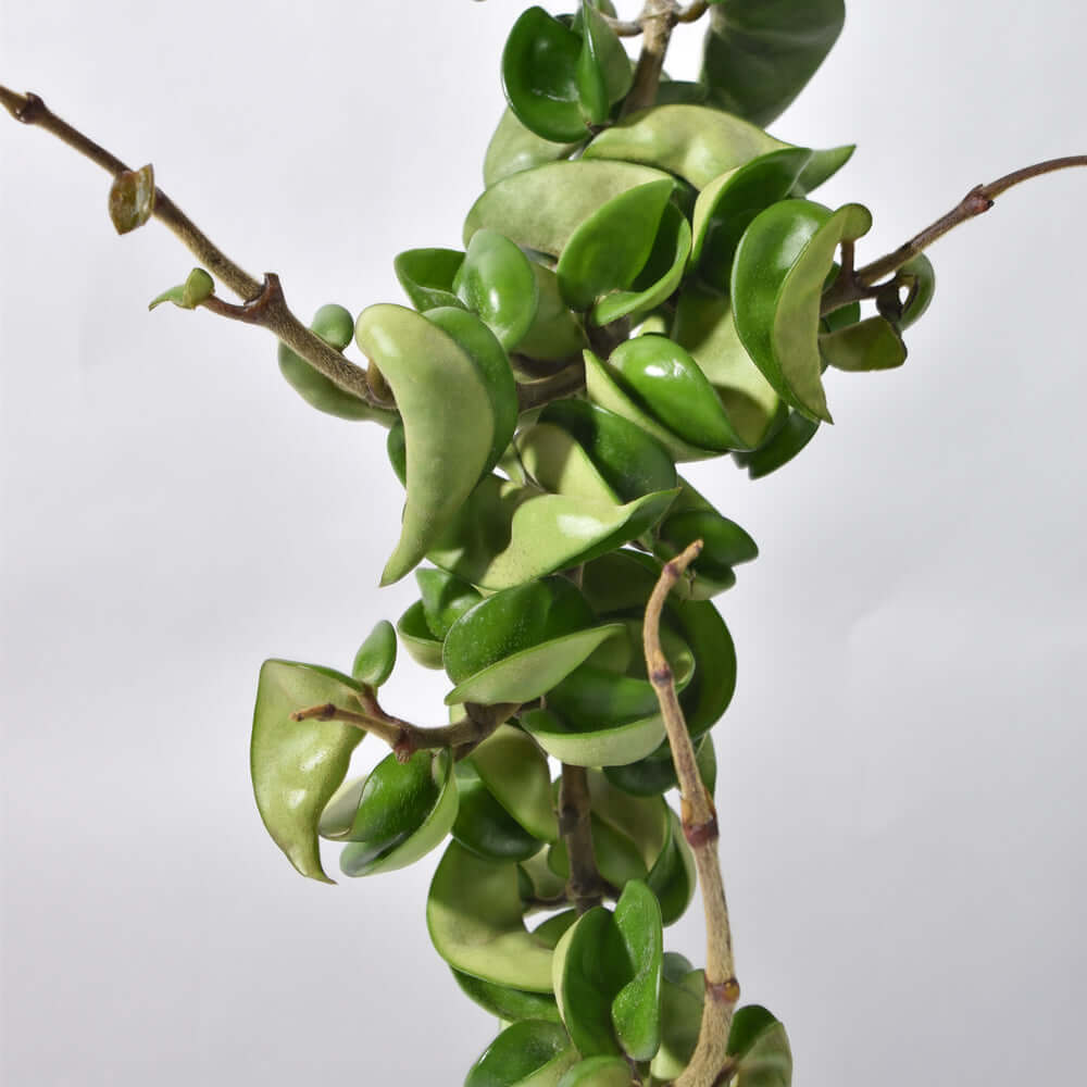 Hoya Compacta Curly Rope Plant
