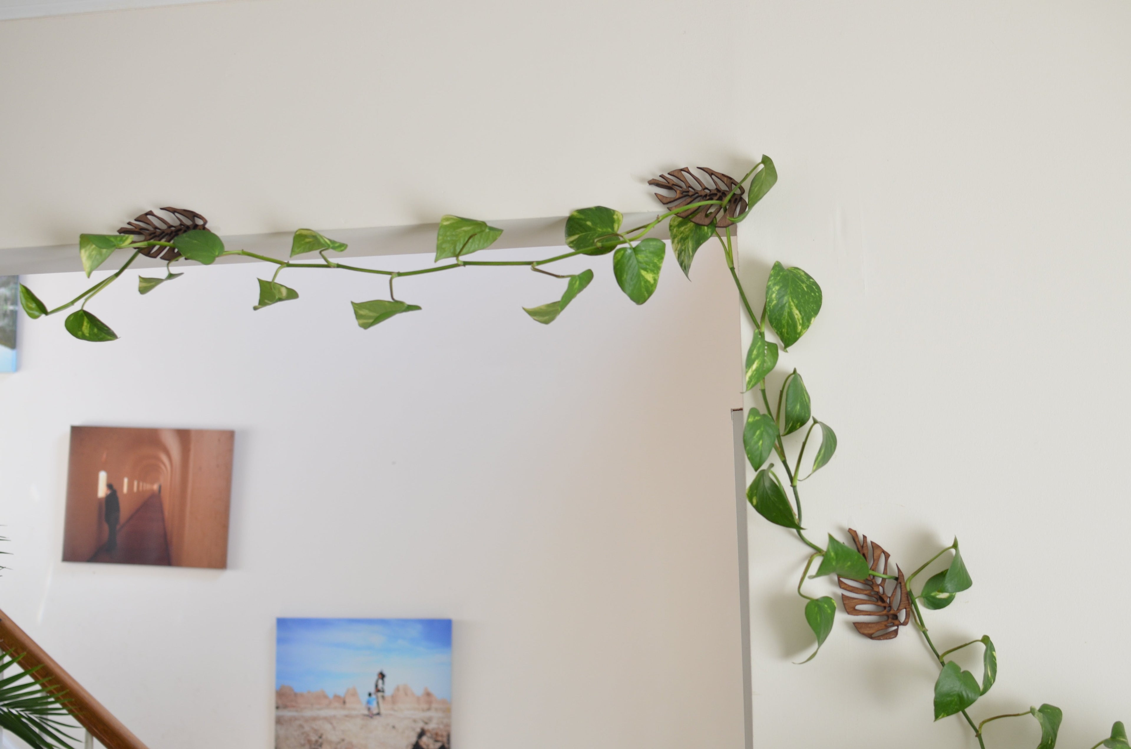 Monstrella - Wall Mounted
