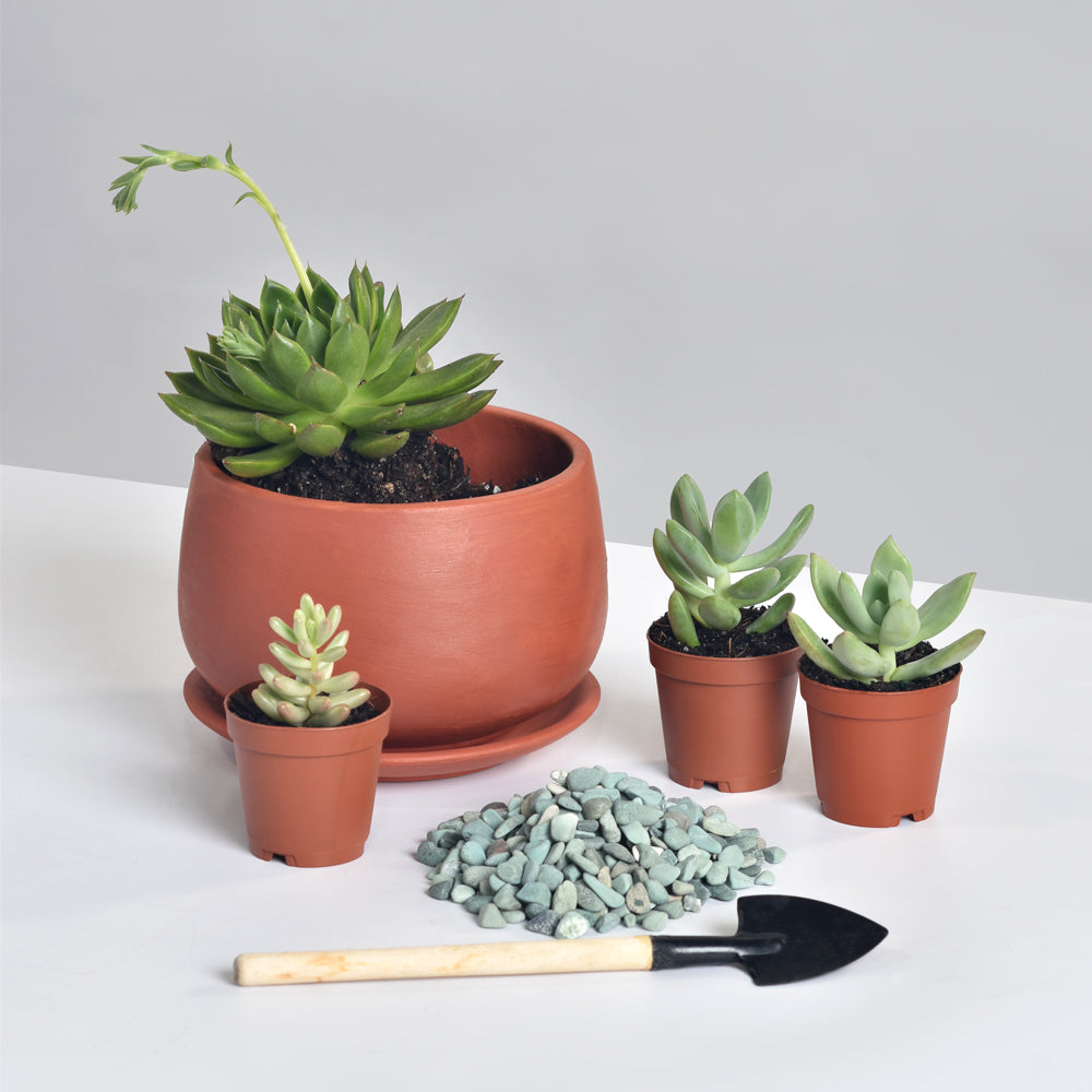 Love Grows Here Succulent Workshop- TBD