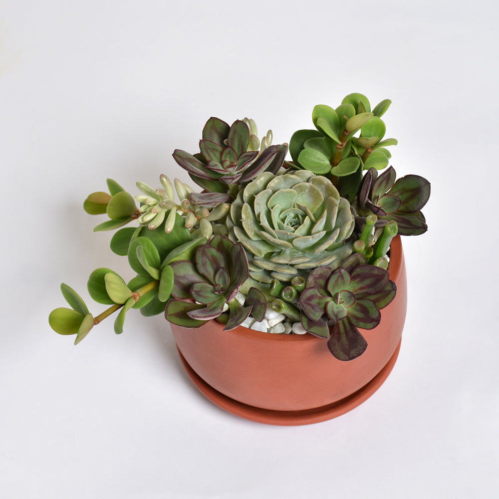 Love Grows Here Succulent Workshop- TBD