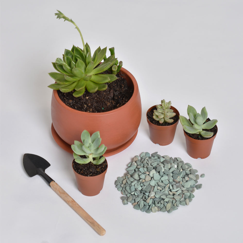 Love Grows Here Succulent Workshop- TBD