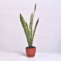 Variegated Golden Edge Sansevieria Snake Plant