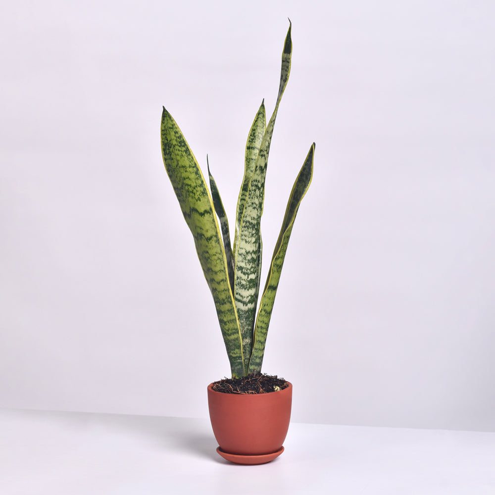 Variegated Golden Edge Sansevieria Snake Plant