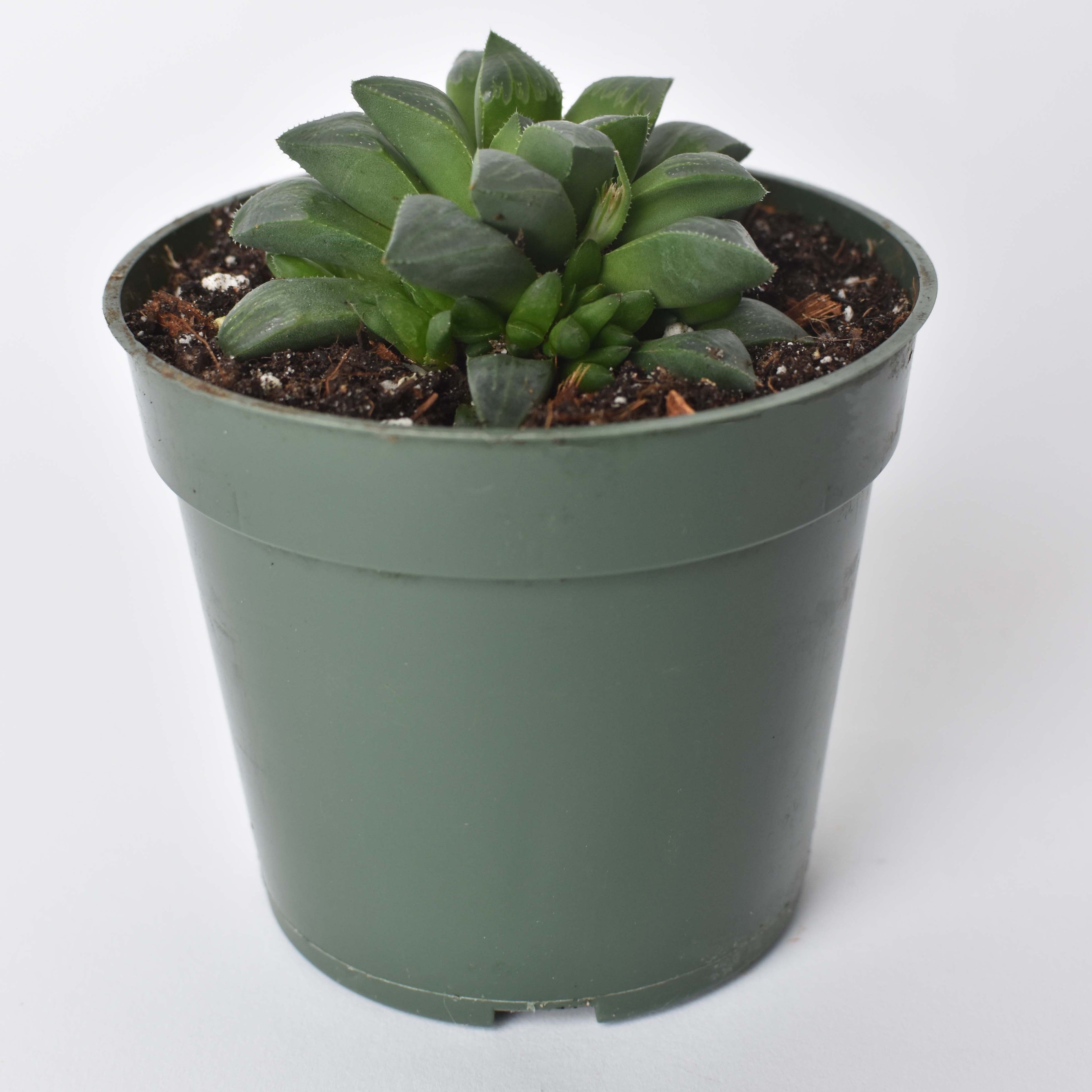 Haworthia 'Moonstone' Rare Succulent