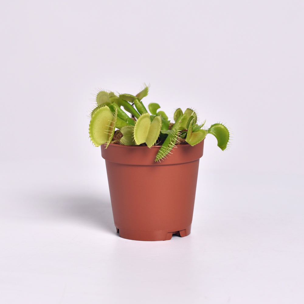 Green Venus Fly Trap Carnivorous Plant