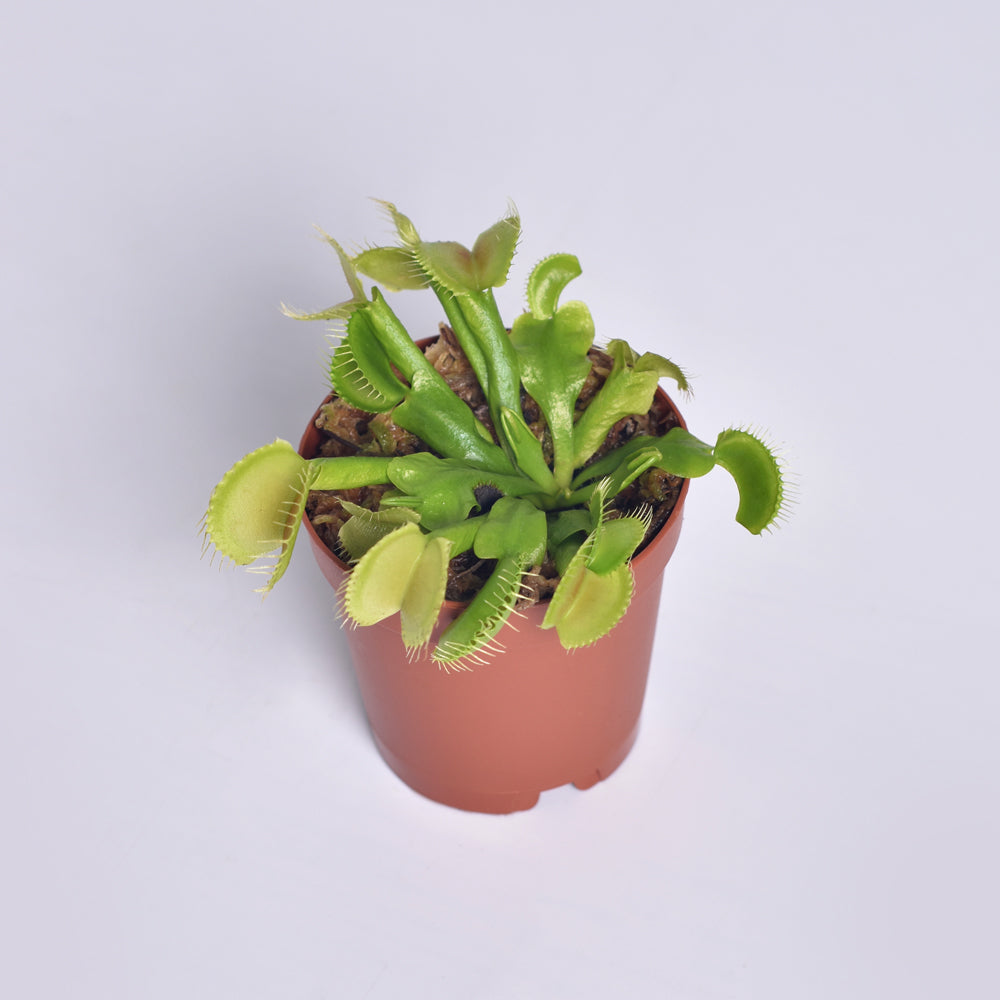 Green Venus Fly Trap Carnivorous Plant