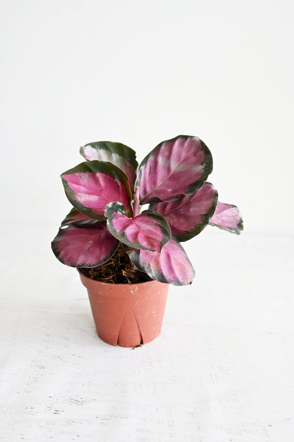 Rosy Calathea
