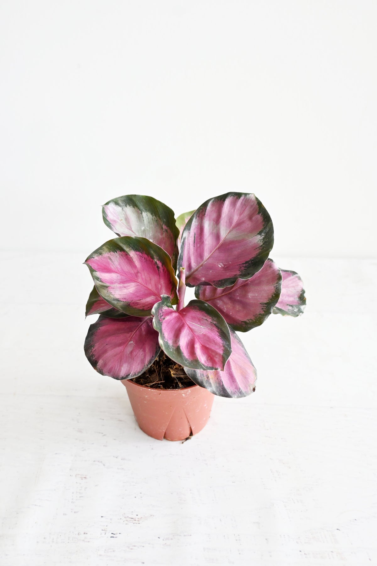 Rosy Calathea
