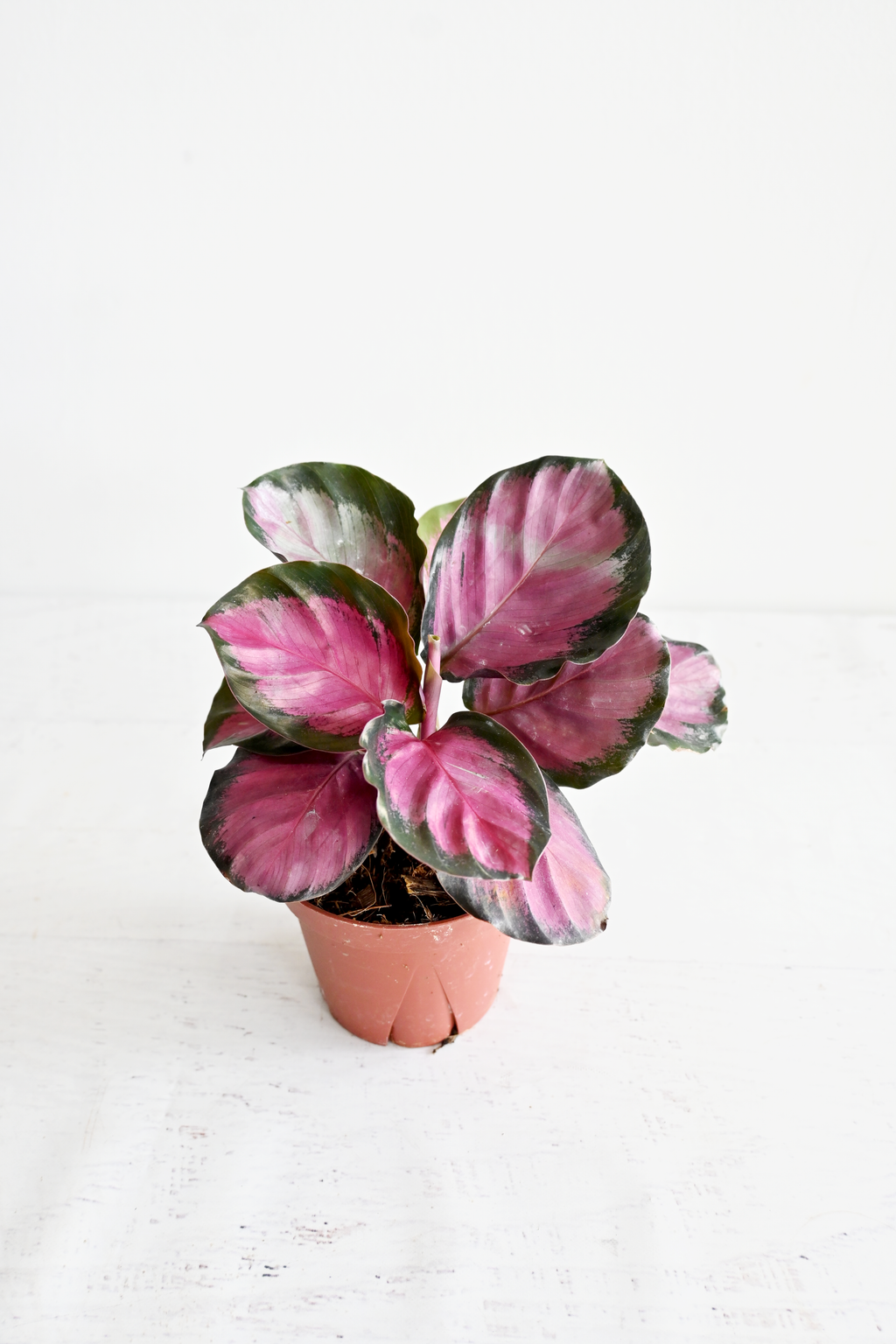 Rosy Calathea