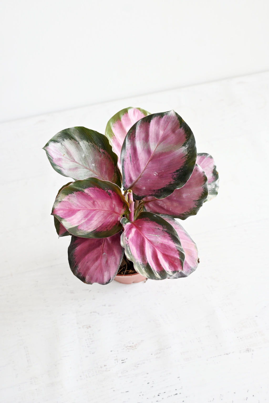 Rosy Calathea