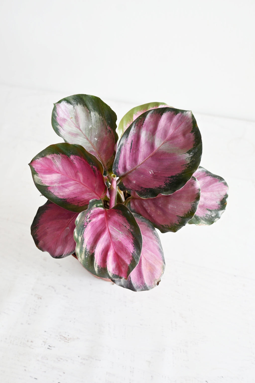 Rosy Calathea