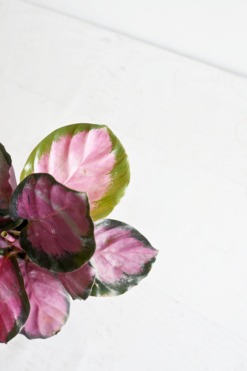 Rosy Calathea