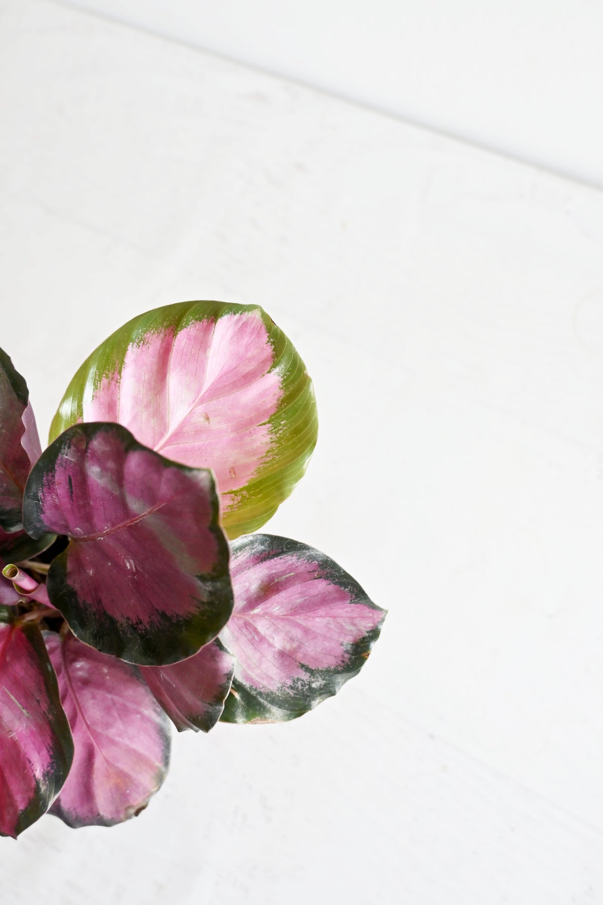 Rosy Calathea