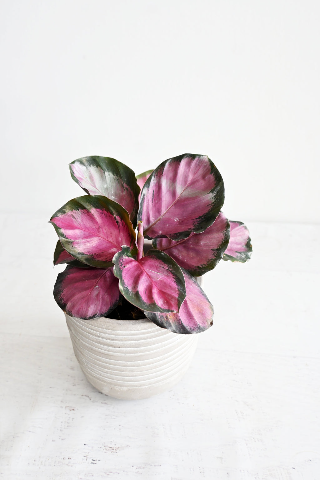 Rosy Calathea