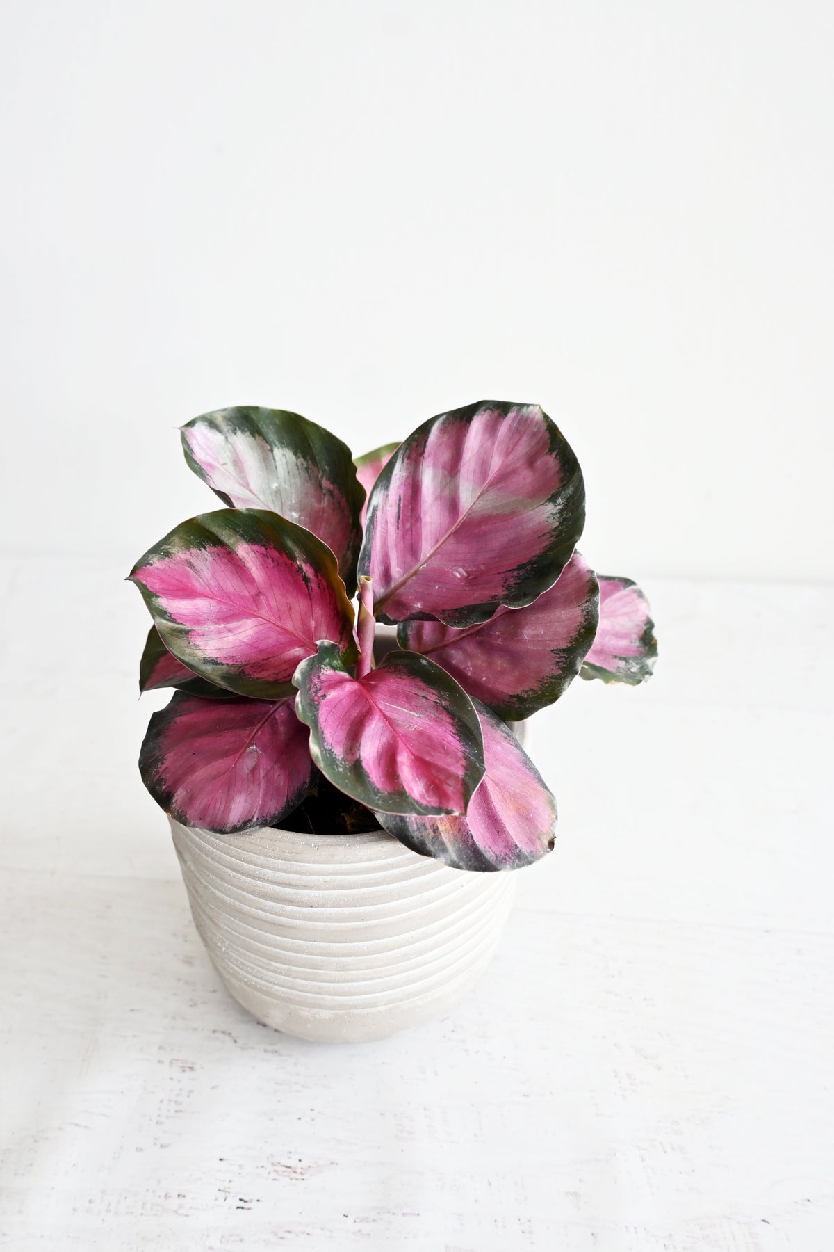 Rosy Calathea