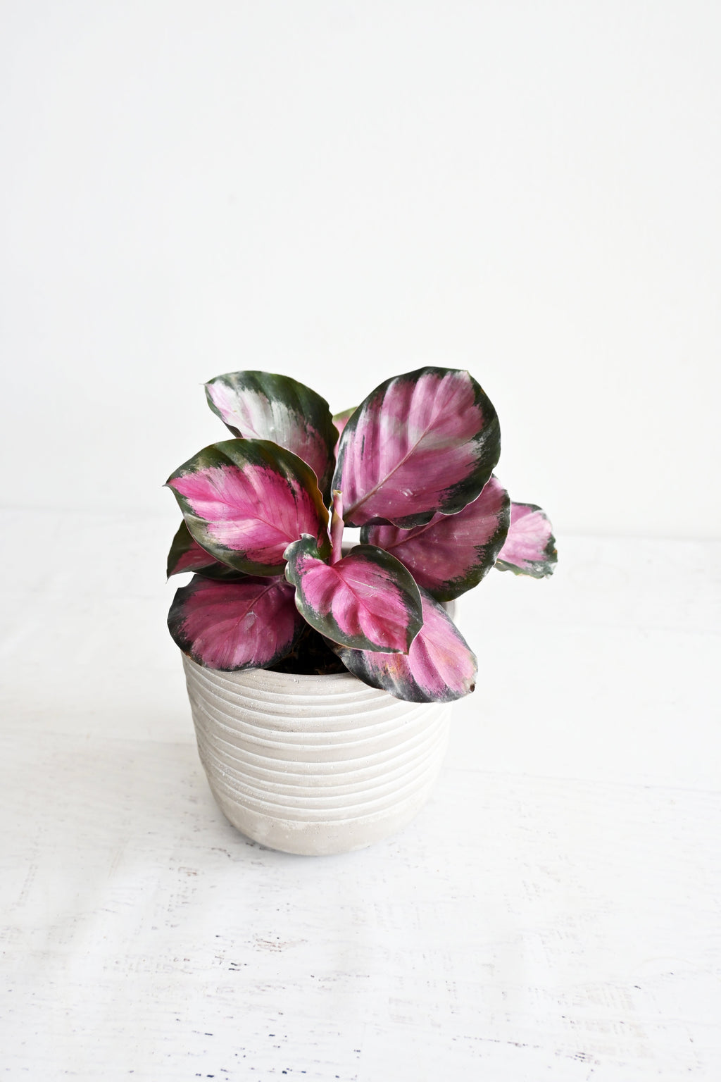 Rosy Calathea