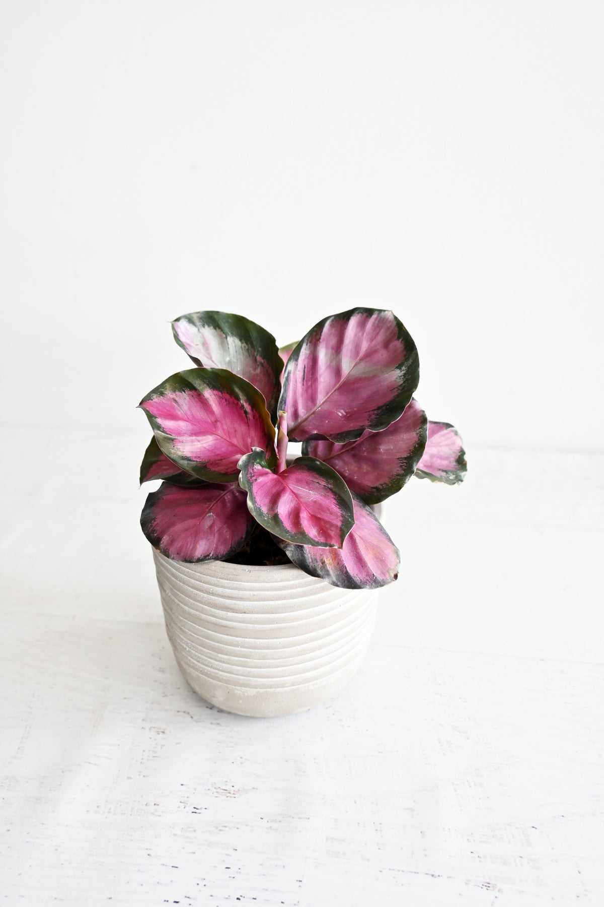 Rosy Calathea