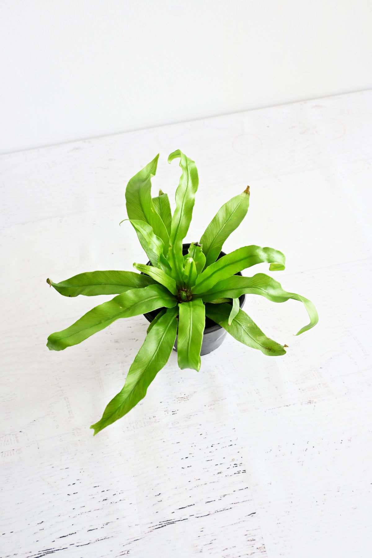 Bird's Nest Fern