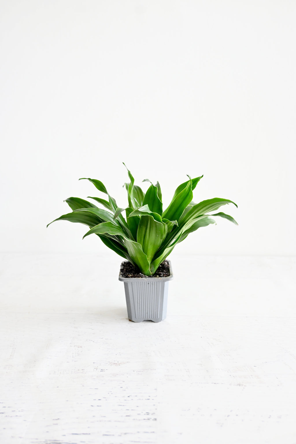 Janet Craig Dracaena