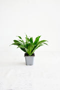 Janet Craig Dracaena